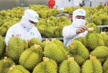 158.234 sản phẩm đã cập nhập vào hệ thống truy xuất nguồn gốc nông sản
