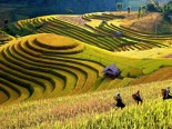 Ngỡ ngàng sắc vàng những thửa ruộng bậc thang vùng Tây Bắc
