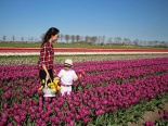 Những bình hoa tulip đẹp ngỡ ngàng của mẹ Việt ở Hà Lan