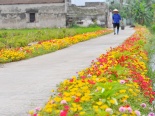 Mê mẩn ngắm những con đường hoa mười giờ ở Nam Định 