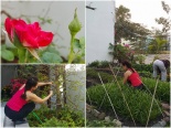 Cận cảnh những vườn rau xanh giản dị trong biệt thự đắt tiền của sao Việt