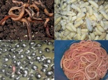 Hãi hùng với những món ăn kinh dị chế biến từ bọ xít, giun đất và các loại sâu