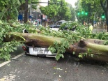 Tin mới nhất về bão số 1: Hà Nội cây cối đổ kềnh, người đi đường bị vật ngã