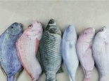 Cơn sốt từ túi đựng bút hình cá xuất xứ Trung Quốc