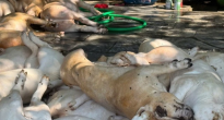 https://vietq.vn/vinh-phuc-phat-hien-1-tan-thit-lon-xuat-huyet-ngoai-da-chuan-bi-len-lo-quay-d233244.html