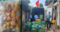 https://vietq.vn/ha-noi-thu-giu-luong-lon-trung-ga-non-dong-lanh-nam-kim-cham-khong-ro-nguon-goc-xuat-xu-d233287.html