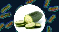 https://vietq.vn/my-thu-hoi-dua-chuot-sau-khi-26-nguoi-nhiem-khuan-salmonella-d233491.html