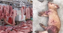https://vietq.vn/khi-benh-an-den-tu-thit-lon-ban-d235210.html