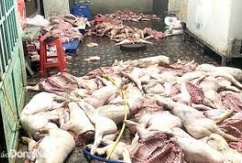 Phát hiện cơ sở mua bán hơn 1 tấn thịt lợn thối