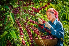 Ngành nông nghiệp Việt chuẩn bị kịch bản ứng phó với diễn biến thị trường thế giới