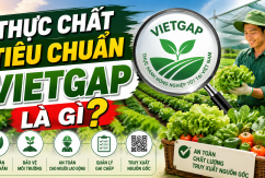 VietGAP: Không chỉ là 'tem rau sạch'