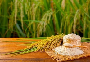 Chuỗi giá trị của gạo kỳ vọng tăng 30% nhờ mô hình lúa giảm phát thải
