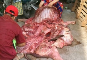 Đường đi của thịt lợn bệnh, lợn chết vào suất cơm văn phòng 25.000đ