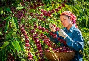 Ngành nông nghiệp Việt chuẩn bị kịch bản ứng phó với diễn biến thị trường thế giới