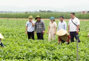 Chuẩn hóa nông sản Việt: Hợp tác xã là chìa khóa chinh phục thị trường quốc tế