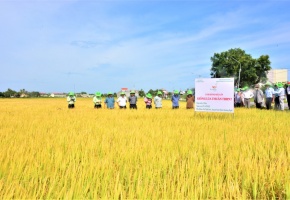 Cánh đồng số: Nơi năng suất tăng tốc, chất lượng lên ngôi