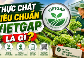 VietGAP: Không chỉ là 'tem rau sạch'