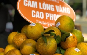 Sửa đổi Giấy chứng nhận đăng ký chỉ dẫn địa lý cam Cao Phong