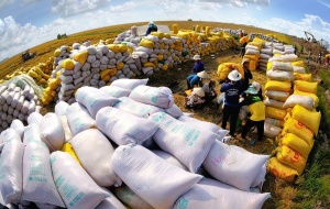 Truy xuất nguồn gốc, tránh gian lận thương mại đảm bảo chất lượng gạo xuất khẩu