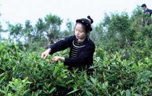 Nâng cao năng suất vùng cao: Bắt đầu từ việc ‘gieo trồng’ nhận thức về cải tiến