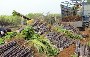 Lấy chất lượng làm trọng tâm phát triển năng suất ngành mía đường