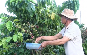 Canh tác bền vững - nâng tầm giá trị nông sản