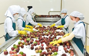 Nông sản Việt Nam: Khi GlobalGAP và ISO 22000 'mở cửa' cho xuất khẩu chất lượng