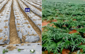 Doanh nghiệp dược chuyển mình với mô hình vùng trồng đạt tiêu chuẩn GACP-WHO