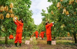 Nhà máy chế biến nông sản hiện đại: Giảm hao hụt, tăng giá trị từ công nghệ chế biến sâu