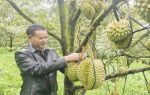 K’ Brèo đổi đời nhờ trồng xen sầu riêng