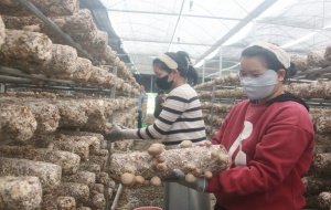Không chỉ có cà phê, Đam Rông thử sức với nấm hương