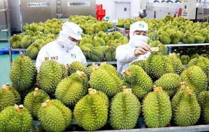 Tiêu chuẩn chất lượng đối với nông sản Việt Nam khi xuất khẩu sang Trung Quốc