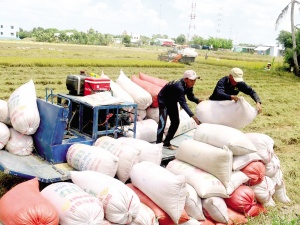 Giá gạo xuất khẩu có khởi sắc từ nay đến cuối năm?