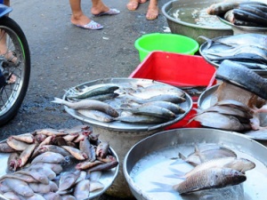 Tránh xa những loại cá này dù bán rẻ, cách phân biệt và lựa chọn cá tươi ngon