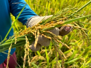 Trồng lúa theo quy trình nghiêm ngặt để giảm phát thải, bán tín chỉ carbon 