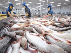 Đáp ứng tiêu chuẩn xanh, gia tăng kim ngạch xuất khẩu cá tra vào thị trường EU 