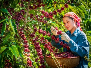 Ngành nông nghiệp Việt chuẩn bị kịch bản ứng phó với diễn biến thị trường thế giới