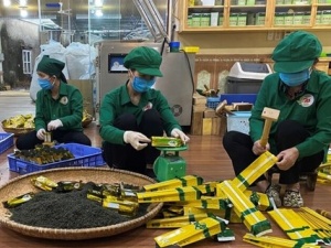 Nâng tầm phát triển ngành chè bền vững với các tiêu chuẩn và công cụ nâng cao năng suất