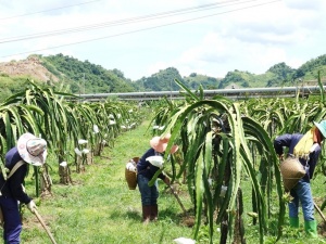Sơn La tập trung cải thiện năng suất: Bước đi chiến lược nâng giá trị hàng hóa địa phương