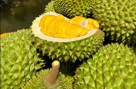 Thí điểm truy xuất nguồn gốc sầu riêng hướng tới minh bạch chuỗi cung ứng