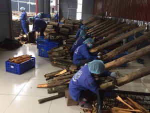 Nâng cao năng suất: Kinh nghiệm từ liên kết HTX - nông dân - doanh nghiệp tại Lào Cai