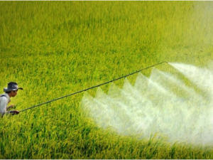 Siết chặt thuốc bảo vệ thực vật chứa carbosulfan, benfuracarb do nguy hại sức khỏe, môi trường