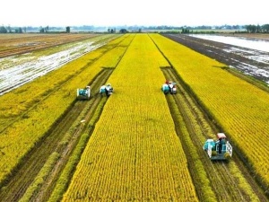 Xanh hóa sản xuất, nâng cao giá trị hạt gạo Việt 