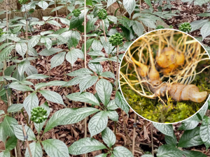 Chương trình 1322 tạo nền tảng phát triển bền vững cho ngành sâm Việt Nam