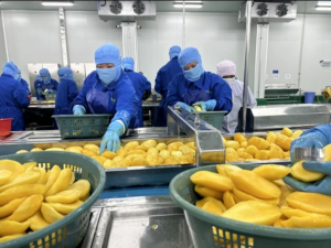 Ứng dụng đo lường thúc đẩy giá trị sản phẩm nông sản của Đồng Tháp 