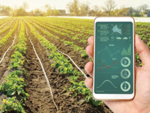 Minh bạch nguồn gốc sản phẩm: Hướng đi mới của Tuyên Quang