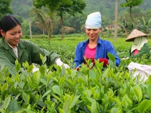 Ứng dụng khoa học công nghệ, chuyển đổi số nâng cao giá trị ngành chè