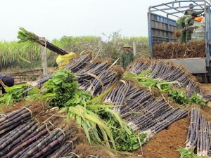 Lấy chất lượng làm trọng tâm phát triển năng suất ngành mía đường