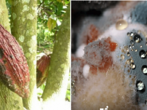 TCVN 14435:2025 về xác định OTA trong một số thực phẩm