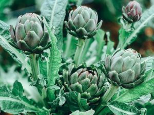 TCVN 14424:2025 về kỹ thuật và phương pháp thử hoa atisô tươi